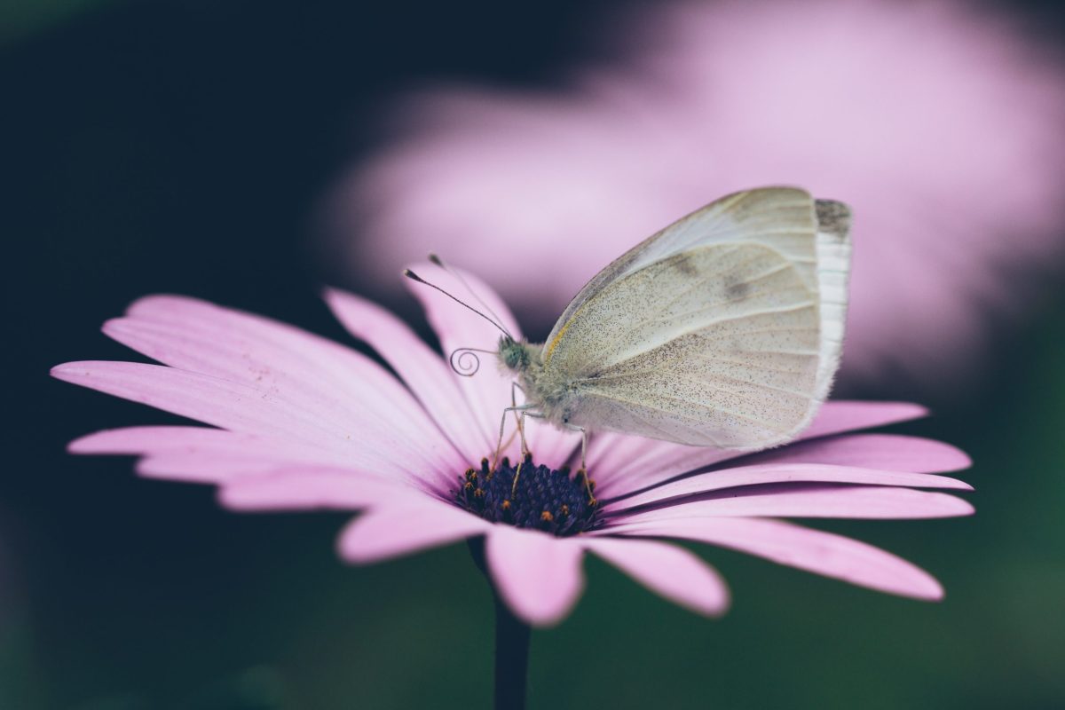 Un papillon gris sur une fleure mauve